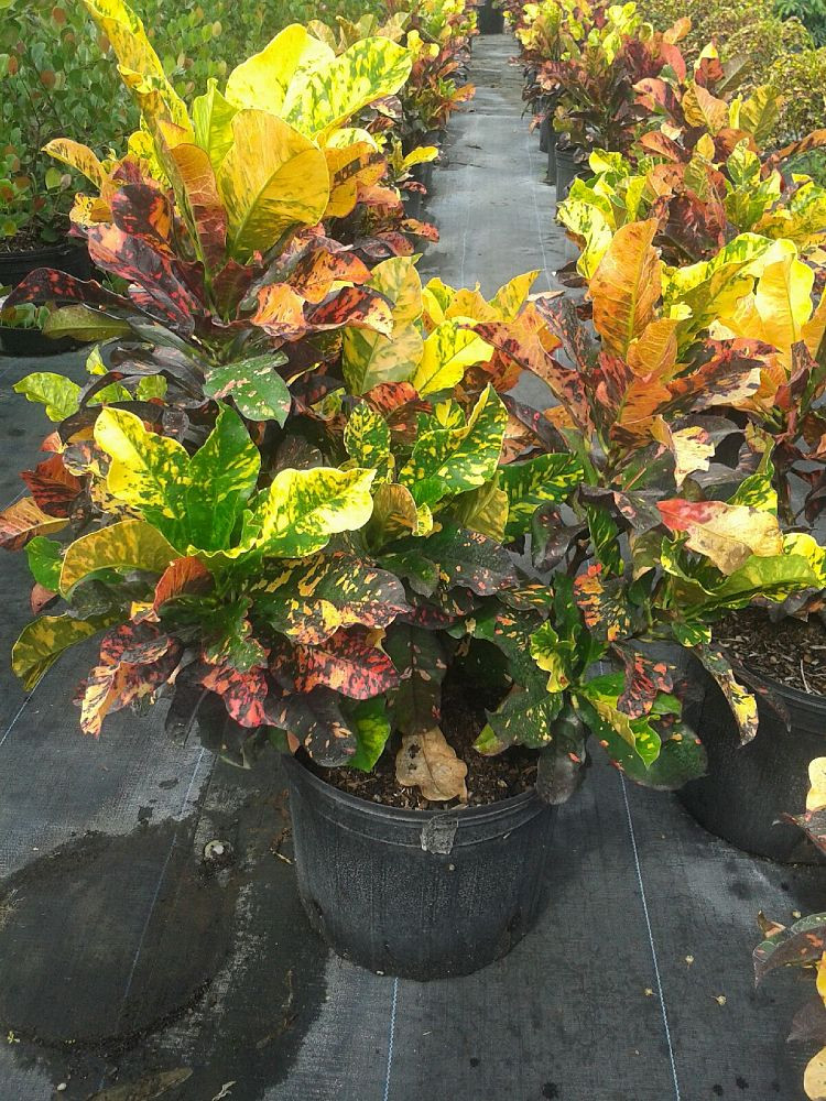  (  )   Codiaeum variegatum Magnificent