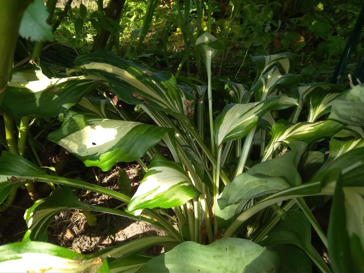 Hosta Undulata Albomarginata