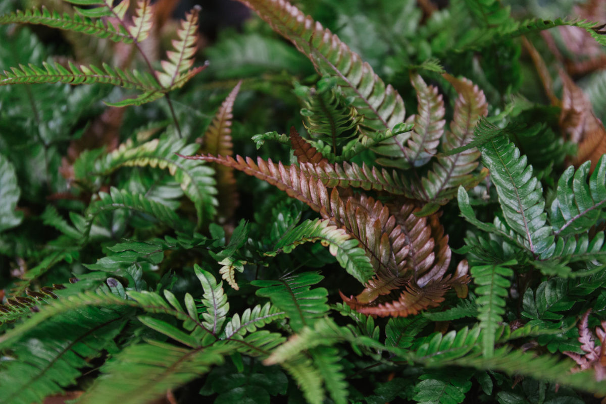   Pteris aspericaulis Tricolo