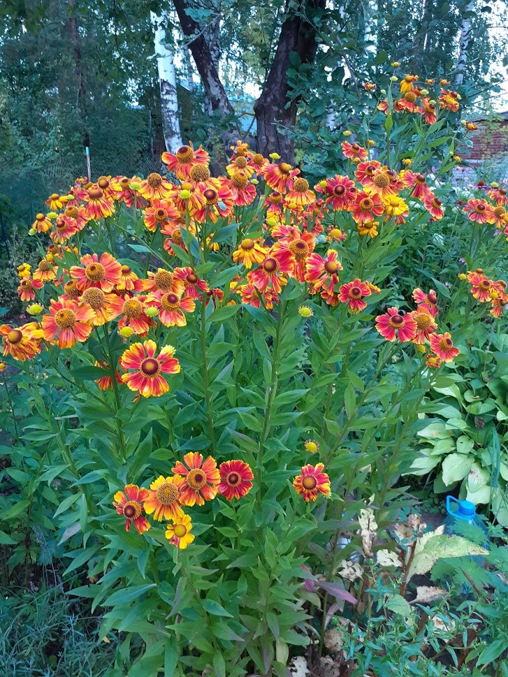    (Helenium autumnale Biedermeier) 80 .