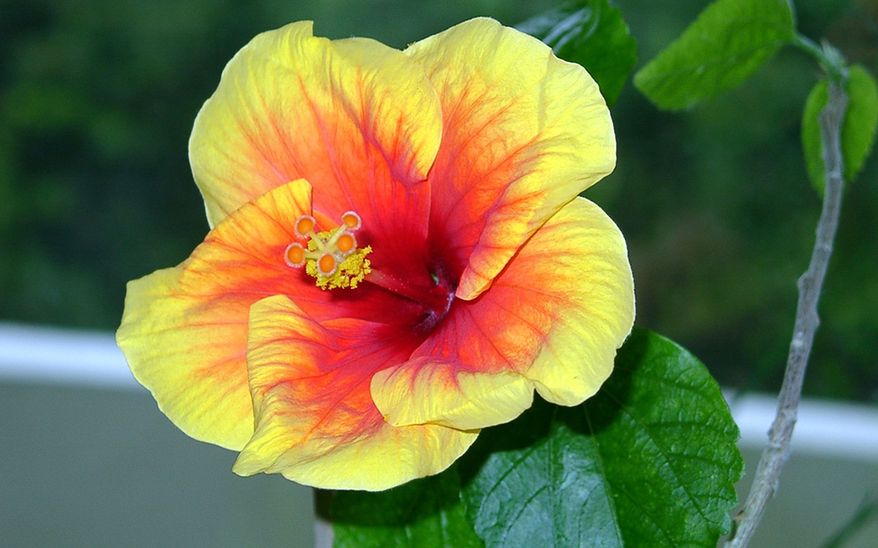   Hibiscus Apollo