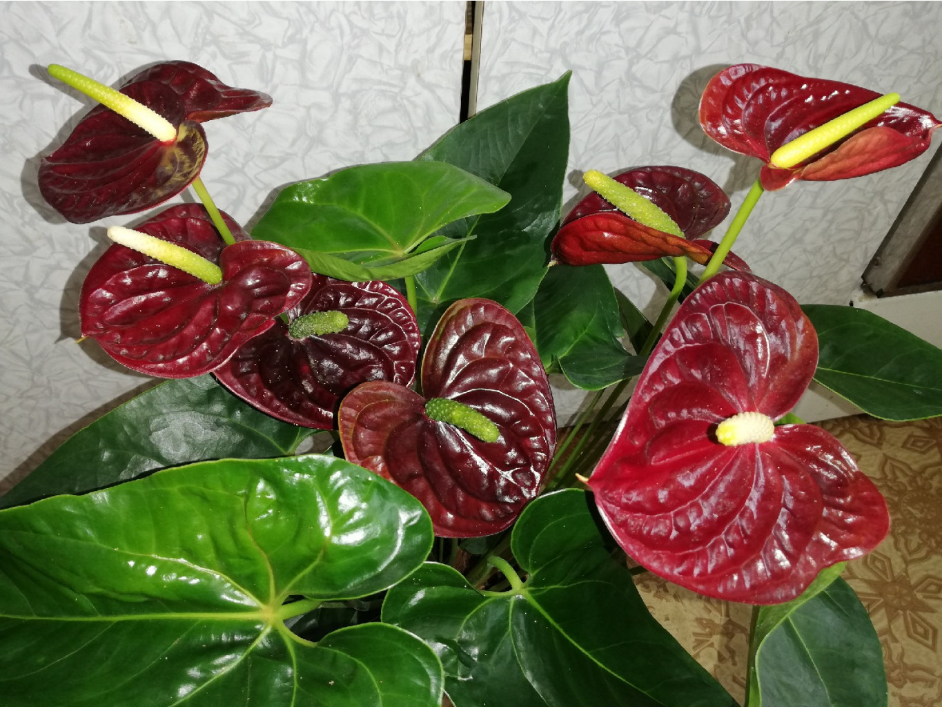   ( Anthurium Aramon)