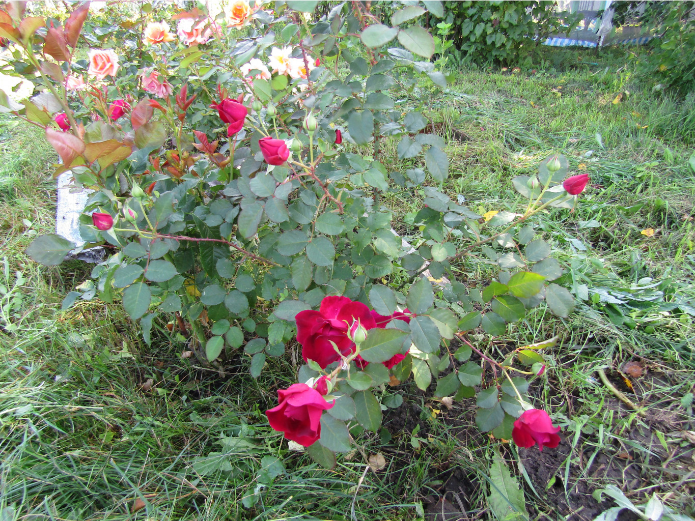 IMG 1845.JPG