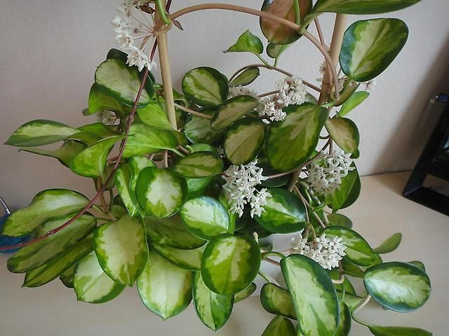   ( Hoya austrtalis Lisa variegata) - 950- 1000 .