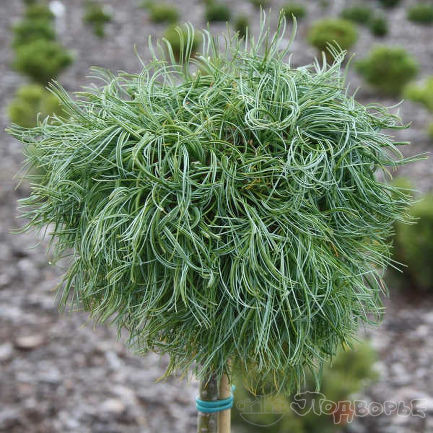 Pinus () strobus Green Twist C4-C5 PA 25-60 d 15-25==2065------.jpg
