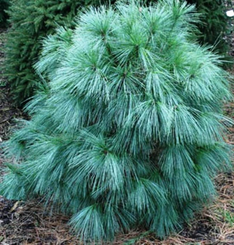 Pinus schwerinii Wiethorst C3/P19 25-30 CM-  16,60  3