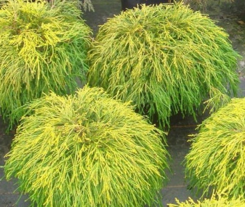   (Chamaecyparis pisifera Sungold).jpg