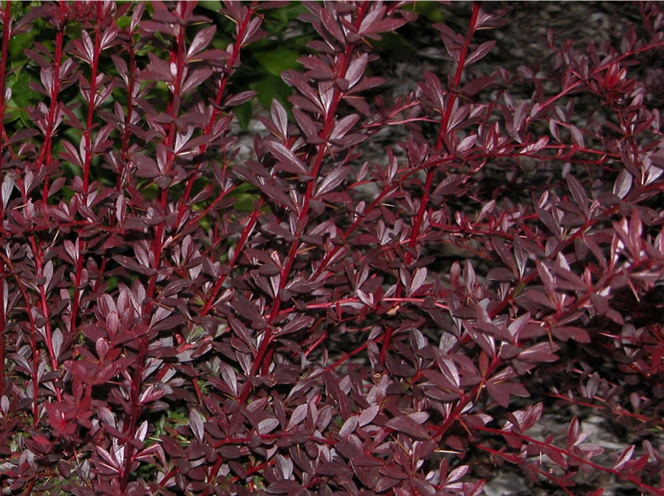 Berberis thunbergii Red Chief C2 20-30-5,20   5.jpg