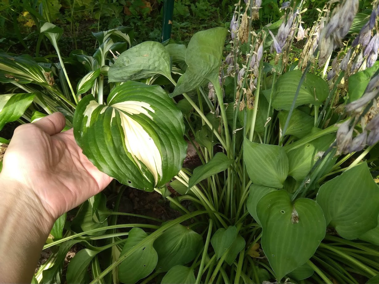 Hosta Undulata Albomarginata