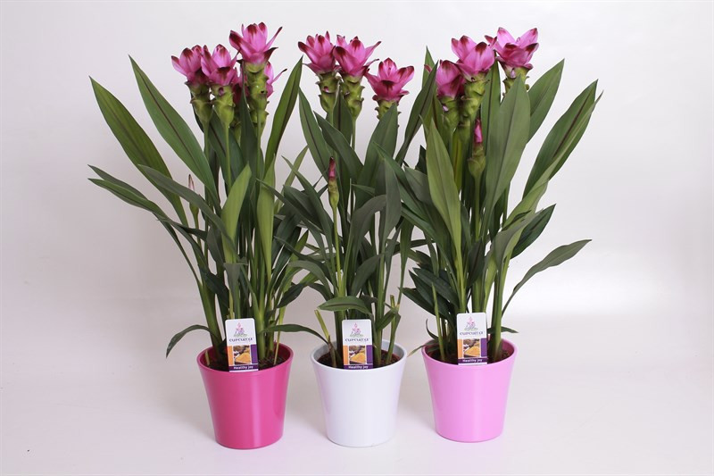    (Curcuma Siam Splash) - 500- 550 .