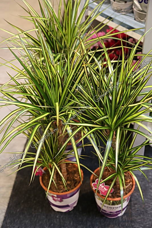   ( Dracaena Marginata Sunray)