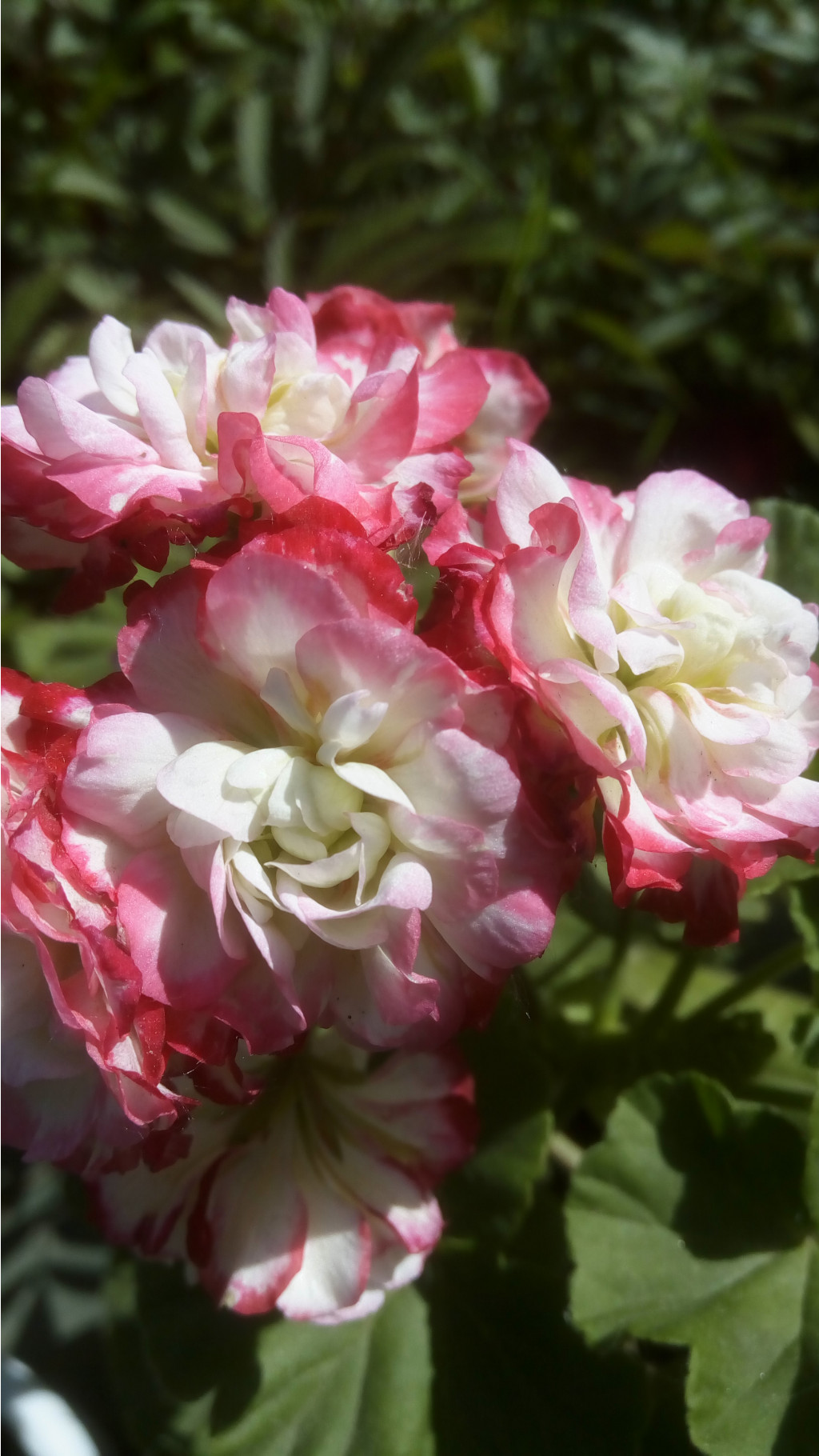 Apple Blossom rosebud