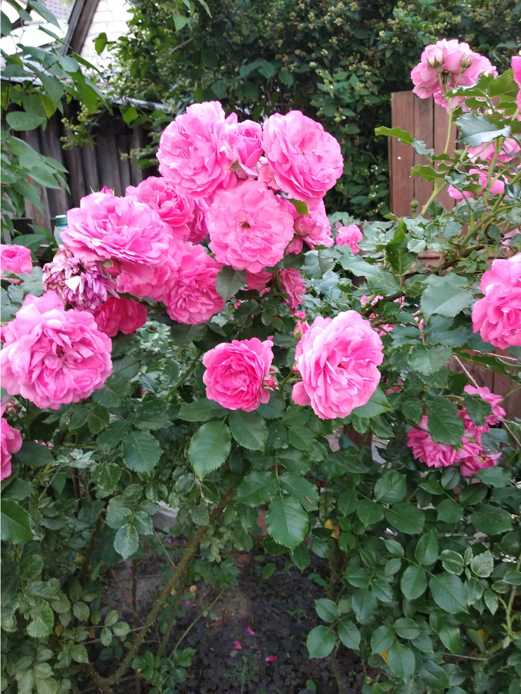 IMG 20190617 195226.jpg