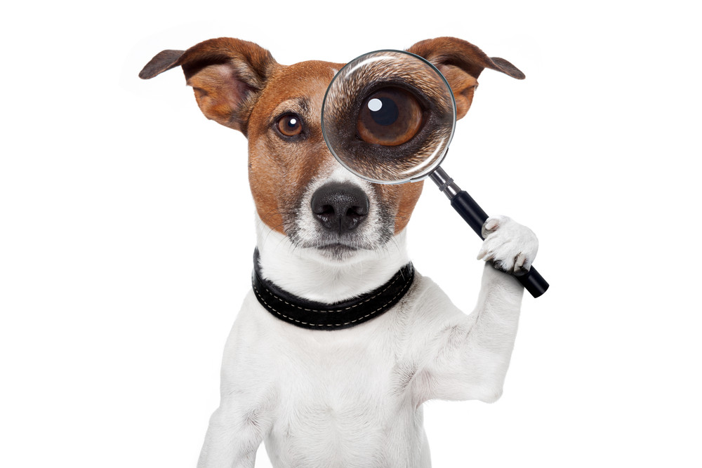 Dog MagnifyingGlass.jpg