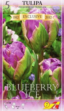 36420, 5 Tulipa BLUEBERRY ICE-3 257.jpg