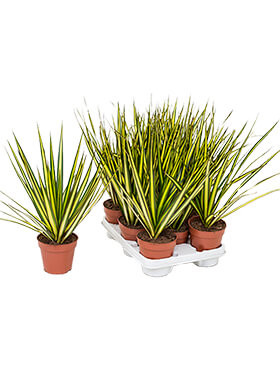   ( Dracaena Marginata Sunray) - 350 - 400 .