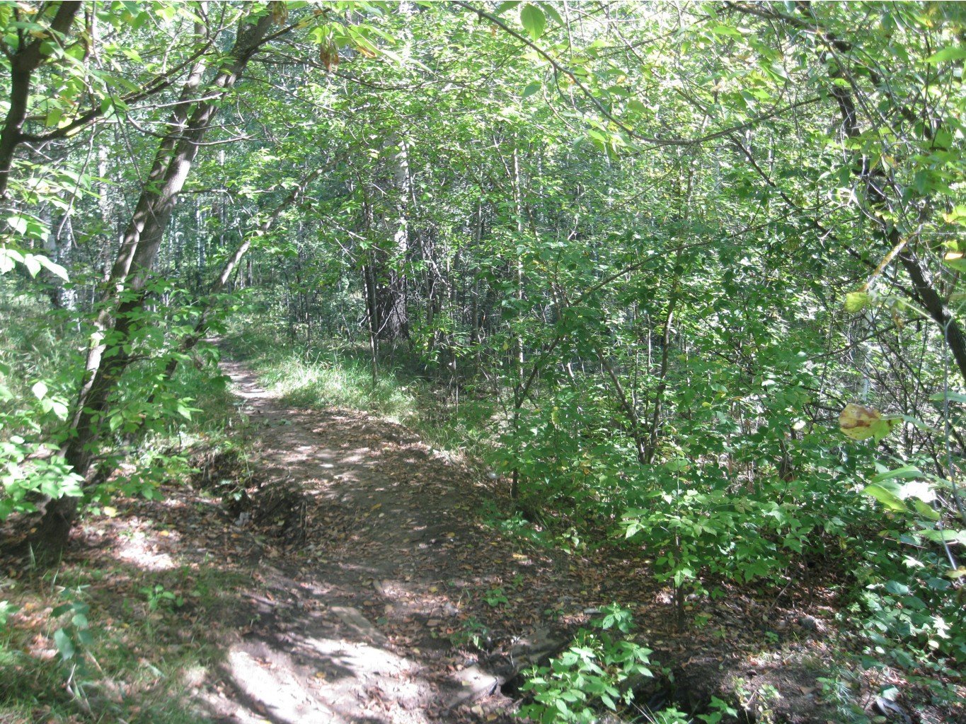 IMG 2625.JPG