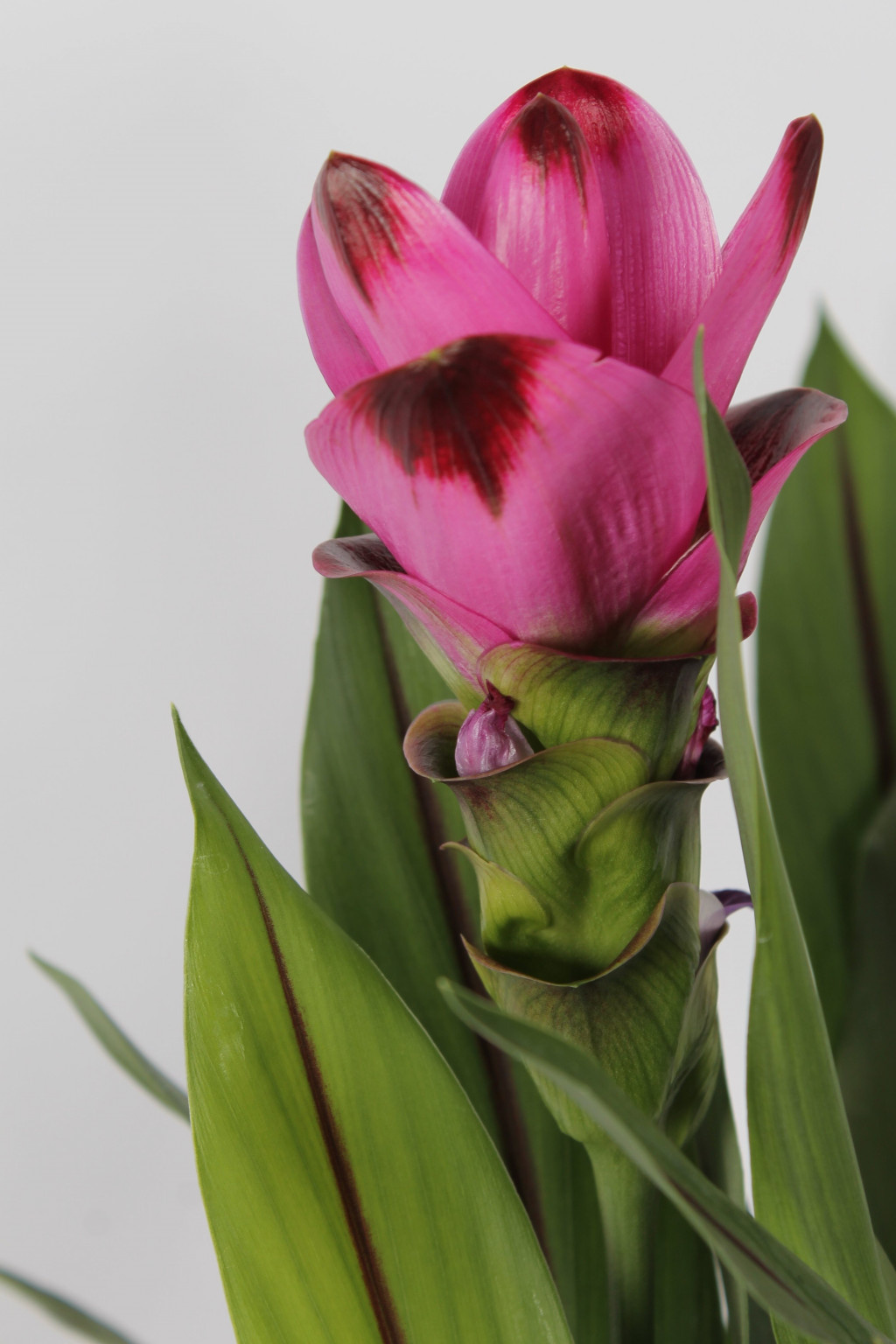    (Curcuma Siam Splash)