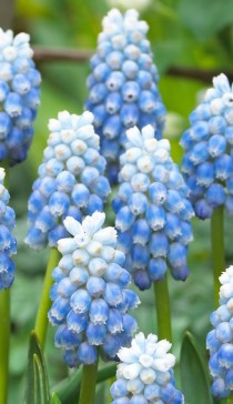 7580, 20 MUSCARI PEPPERMINT-3, 203.jpg