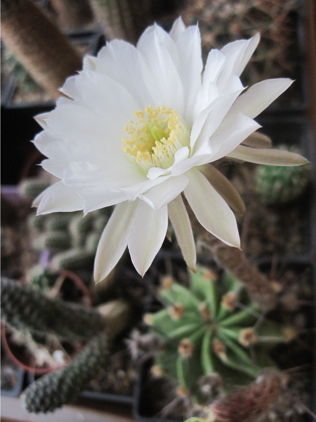 Echinopsis chacoana