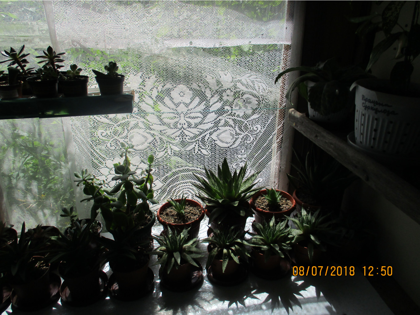 IMG 0780.JPG