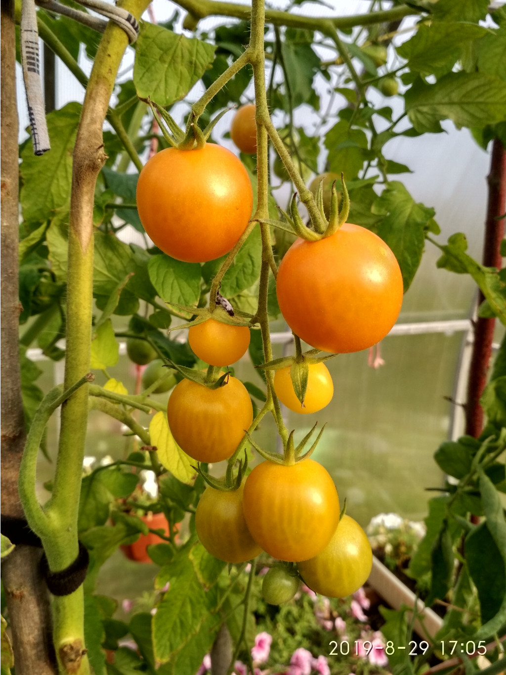IMG 20190829 170516 HDR.jpg