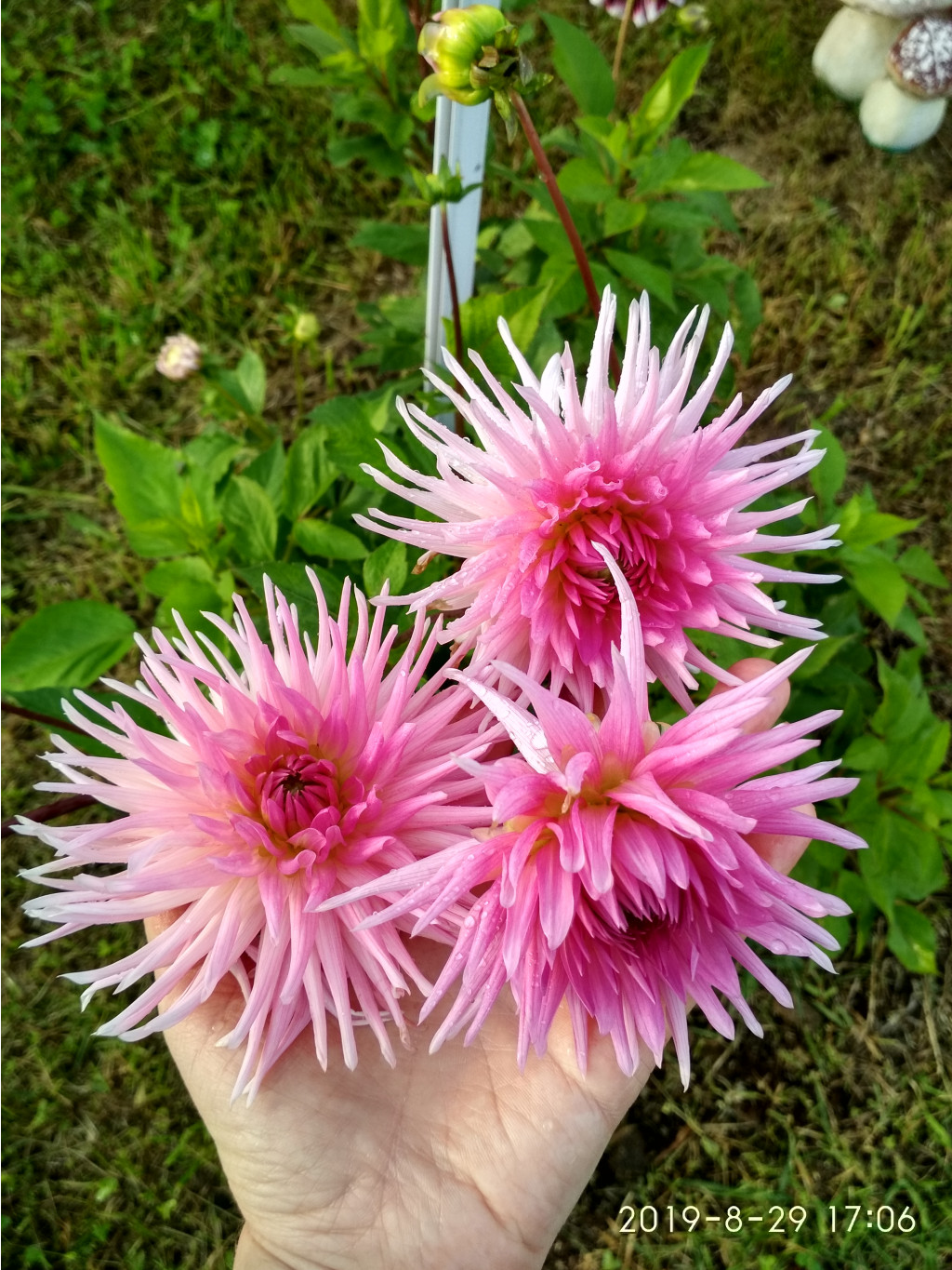 IMG 20190829 170620 HDR.jpg
