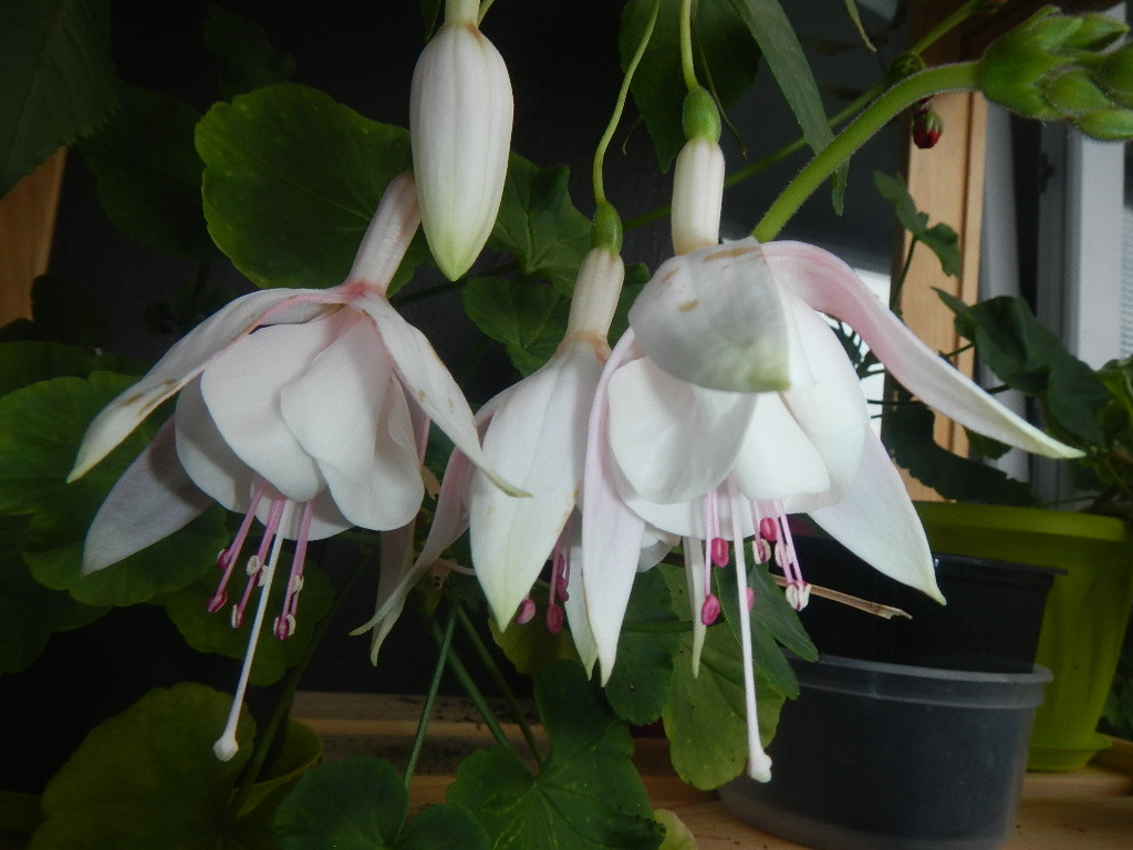 DSCN6177.JPG