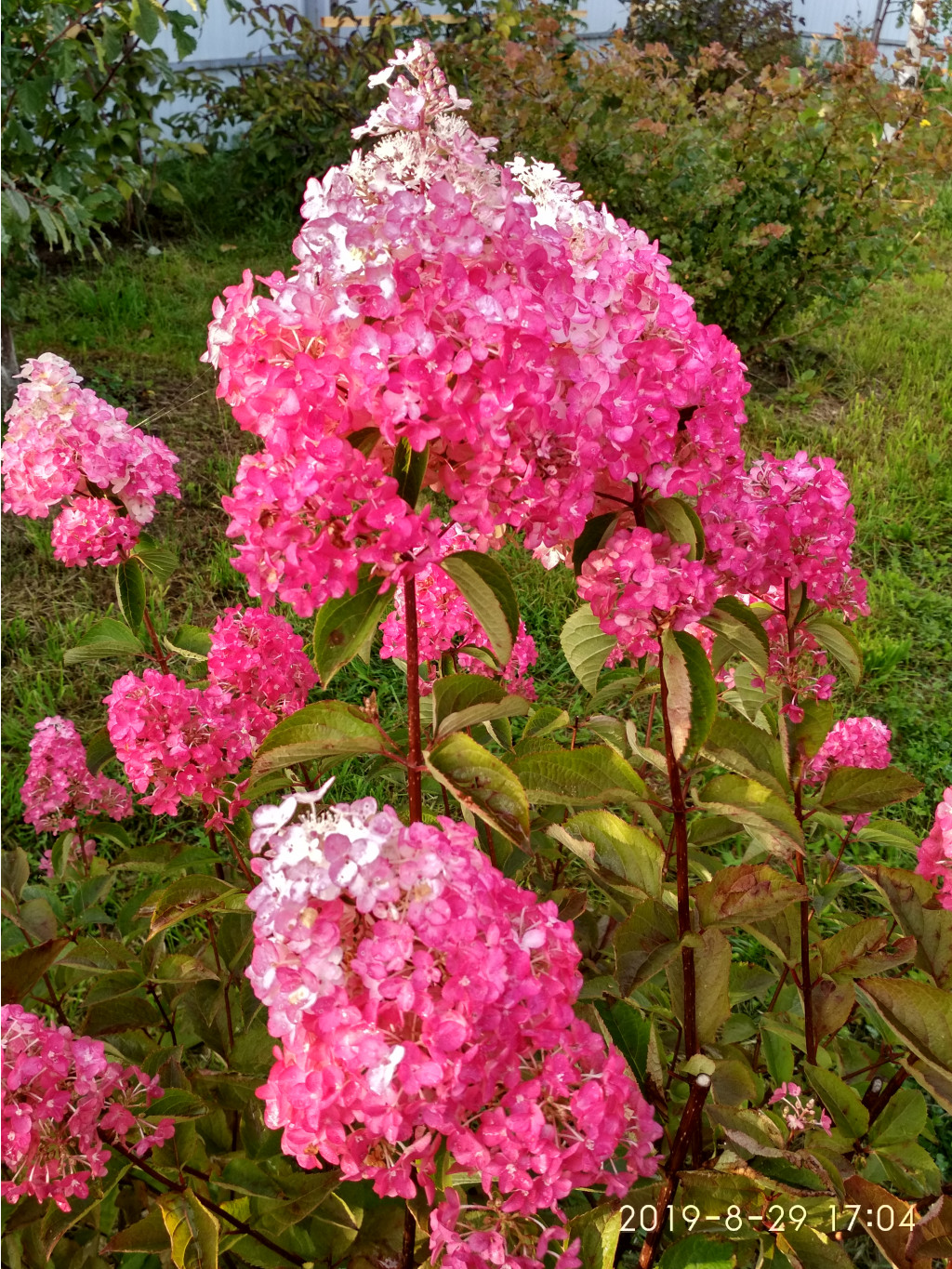 IMG 20190829 170411 HDR.jpg