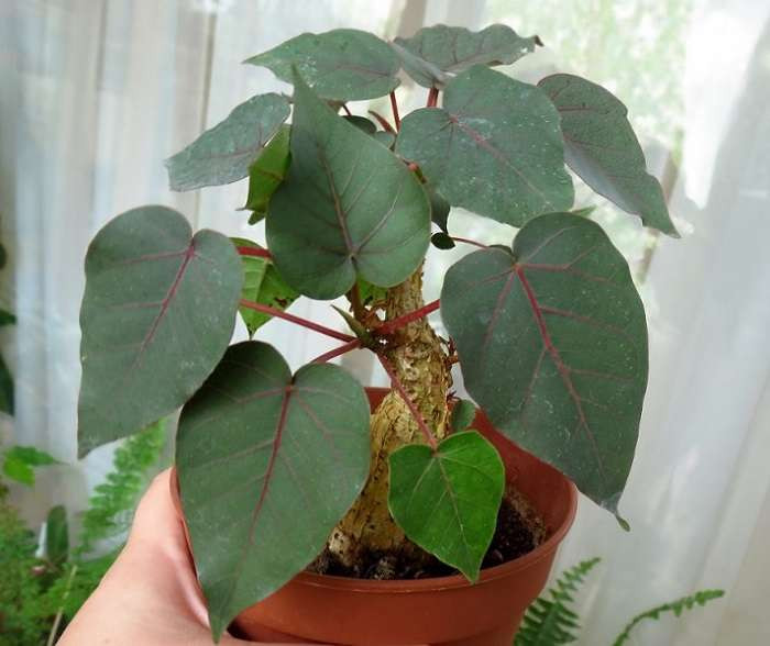   (Ficus petiolaris)