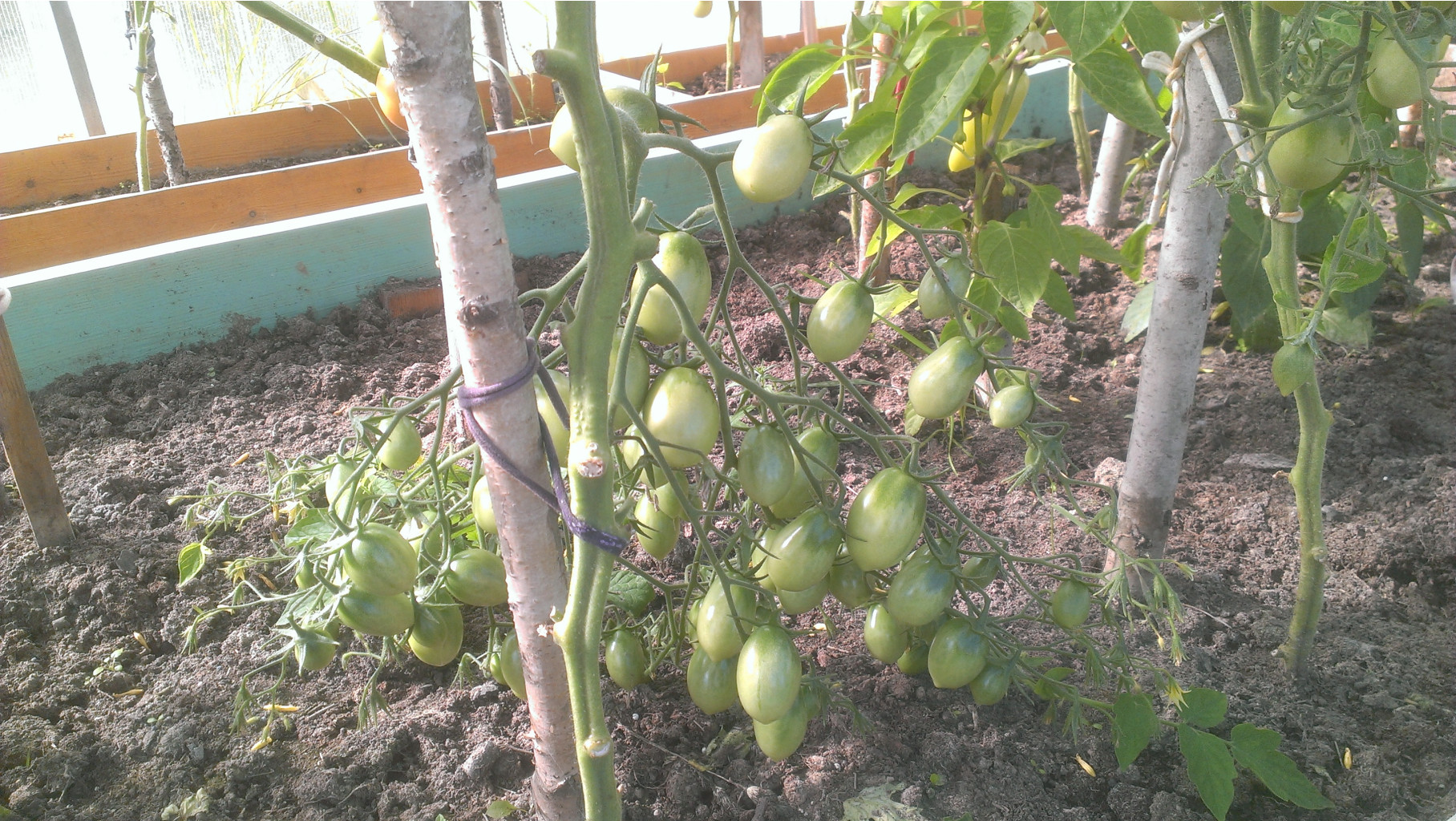 IMAG5242.jpg