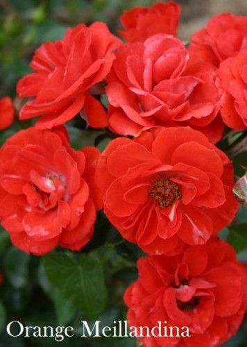  Orange Meillandina ( 10).jpeg