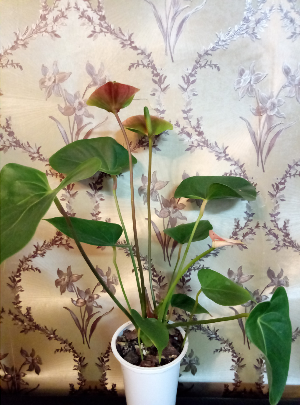     (Anthurium Princess Amalia Elegance)