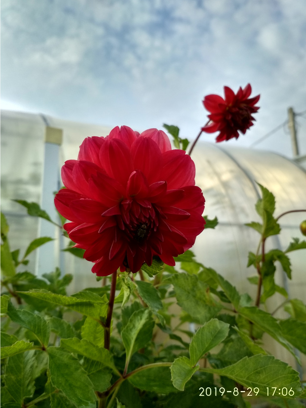 IMG 20190829 170654 HDR.jpg