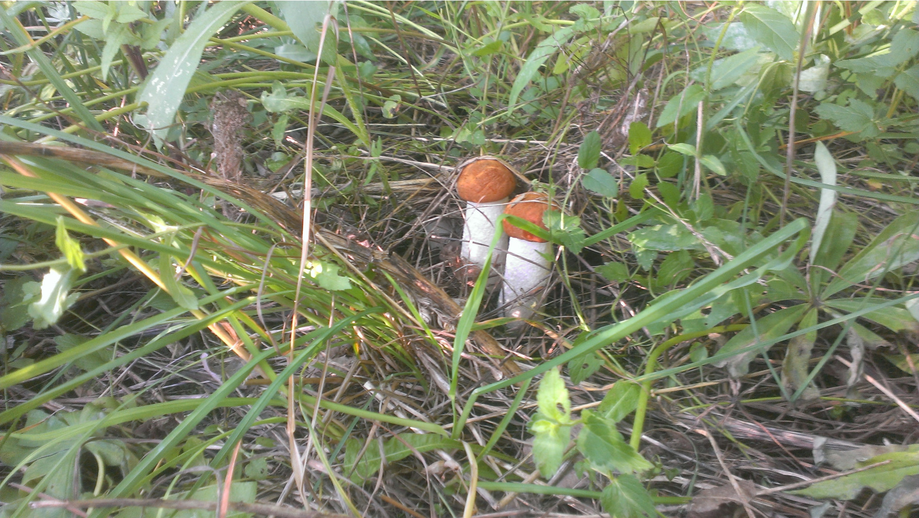 IMAG5260.jpg