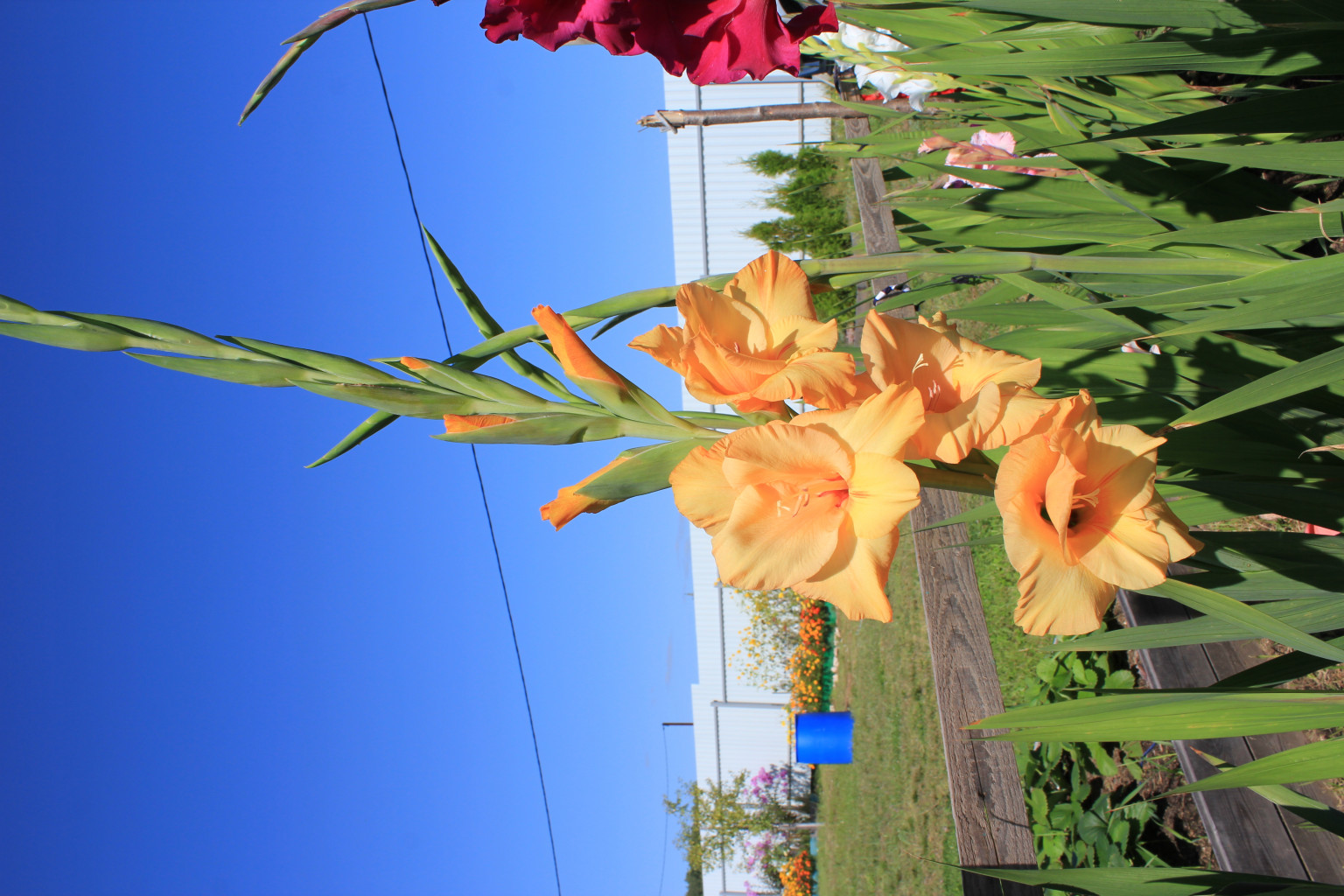 IMG 0368.JPG