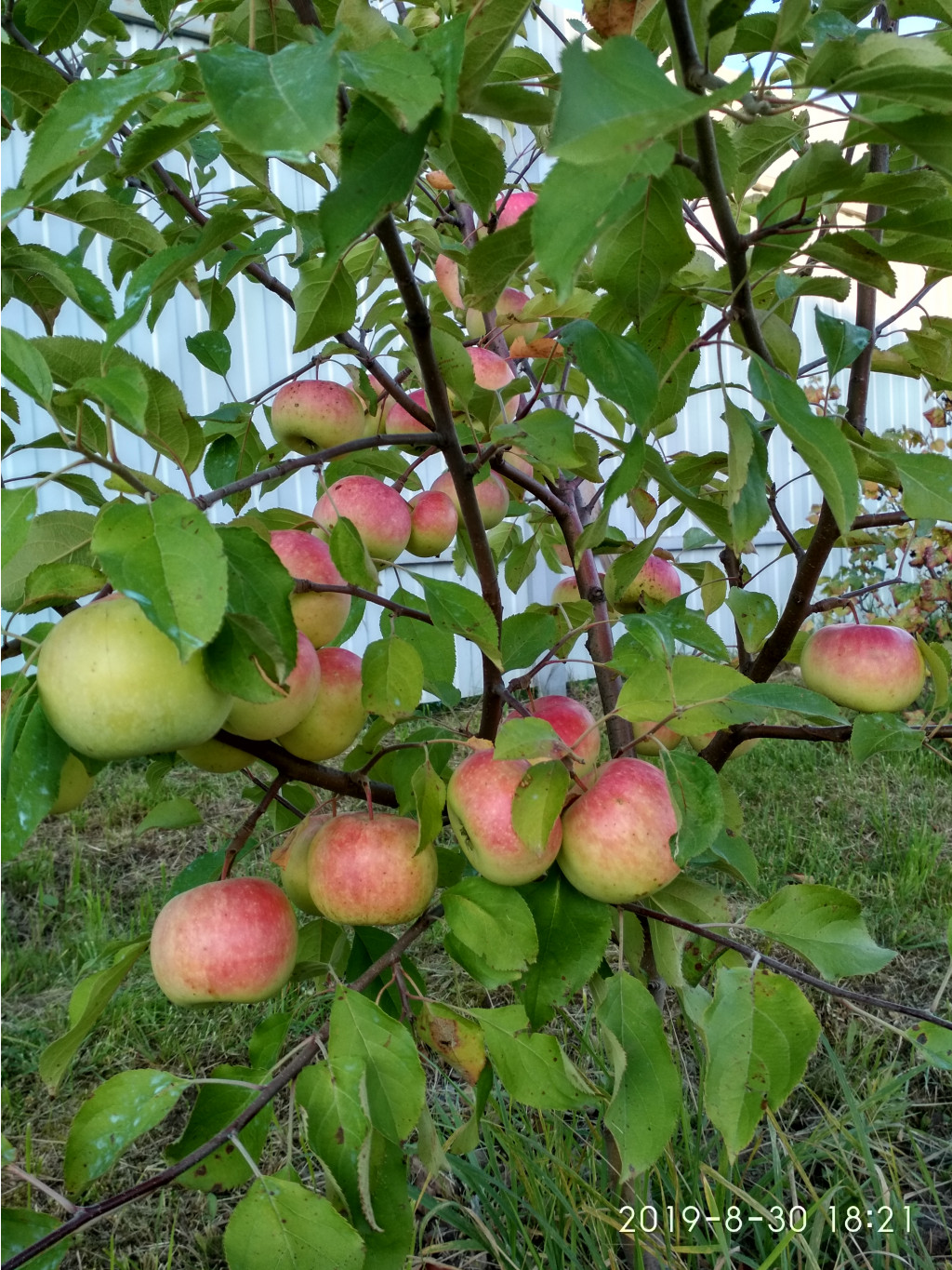 IMG 20190830 182125 HDR.jpg