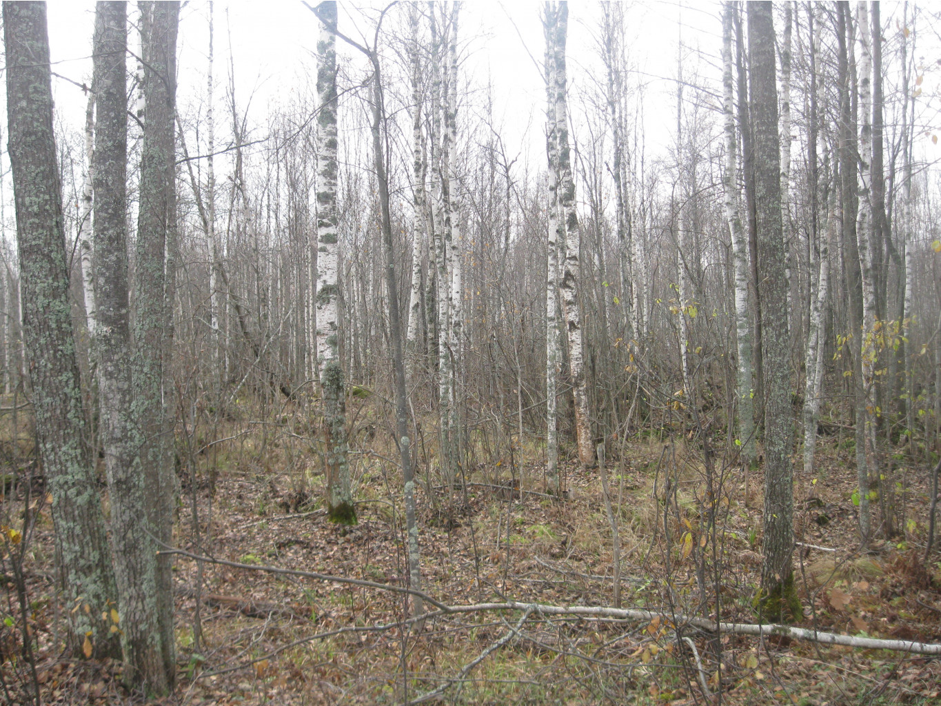 IMG 3442.JPG