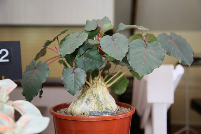   (Ficus petiolaris)- 650 .