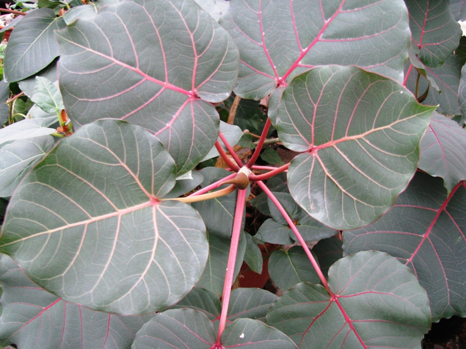   (Ficus petiolaris)