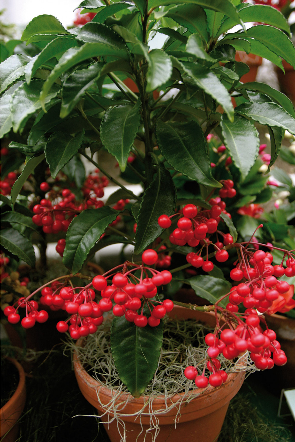   (Ardisia crenata)- 450- 500 .