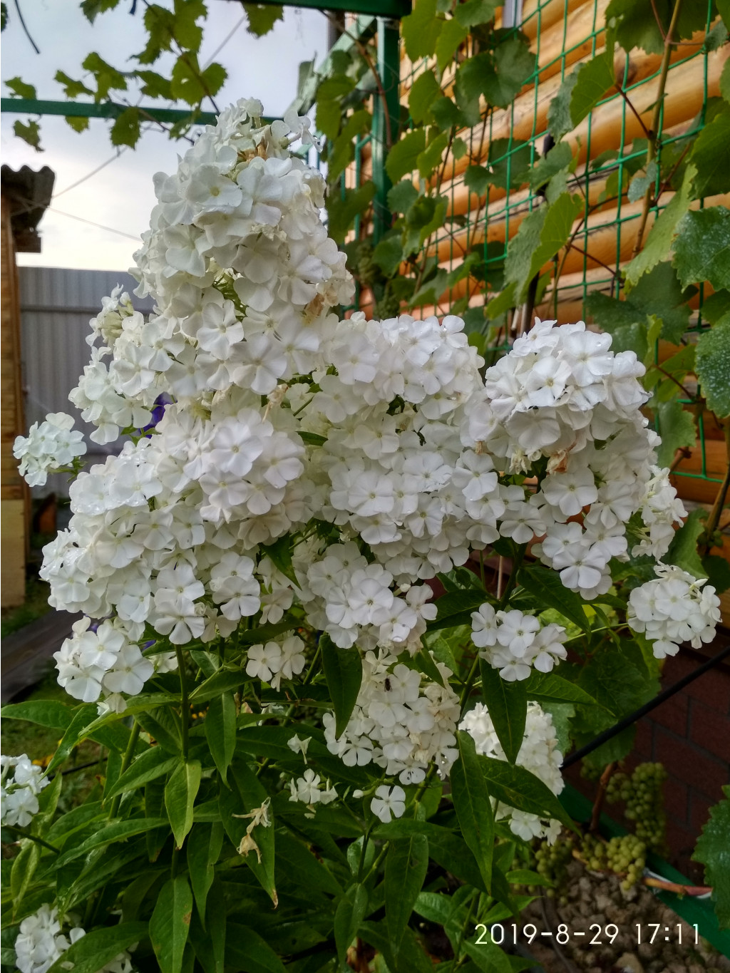 IMG 20190829 171142 HDR.jpg