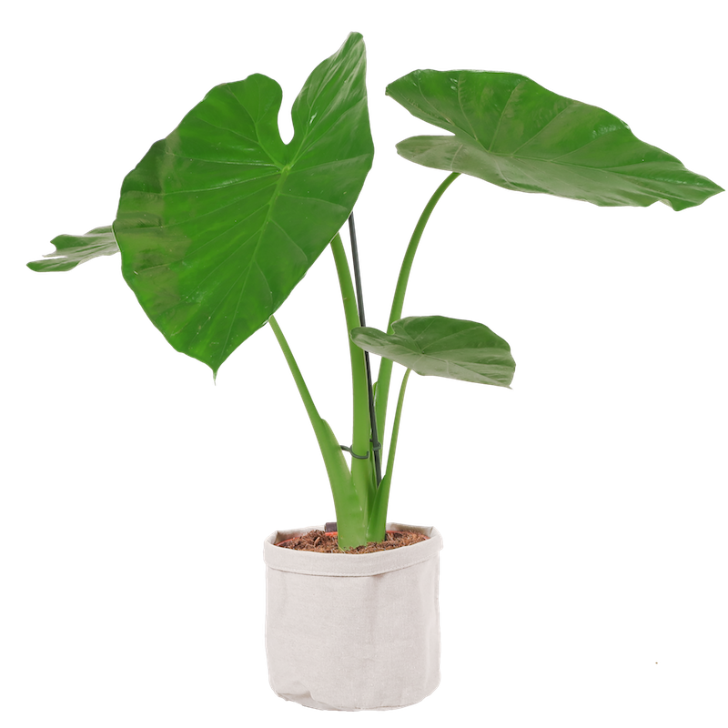 P034 Alocasia-gagaena.png