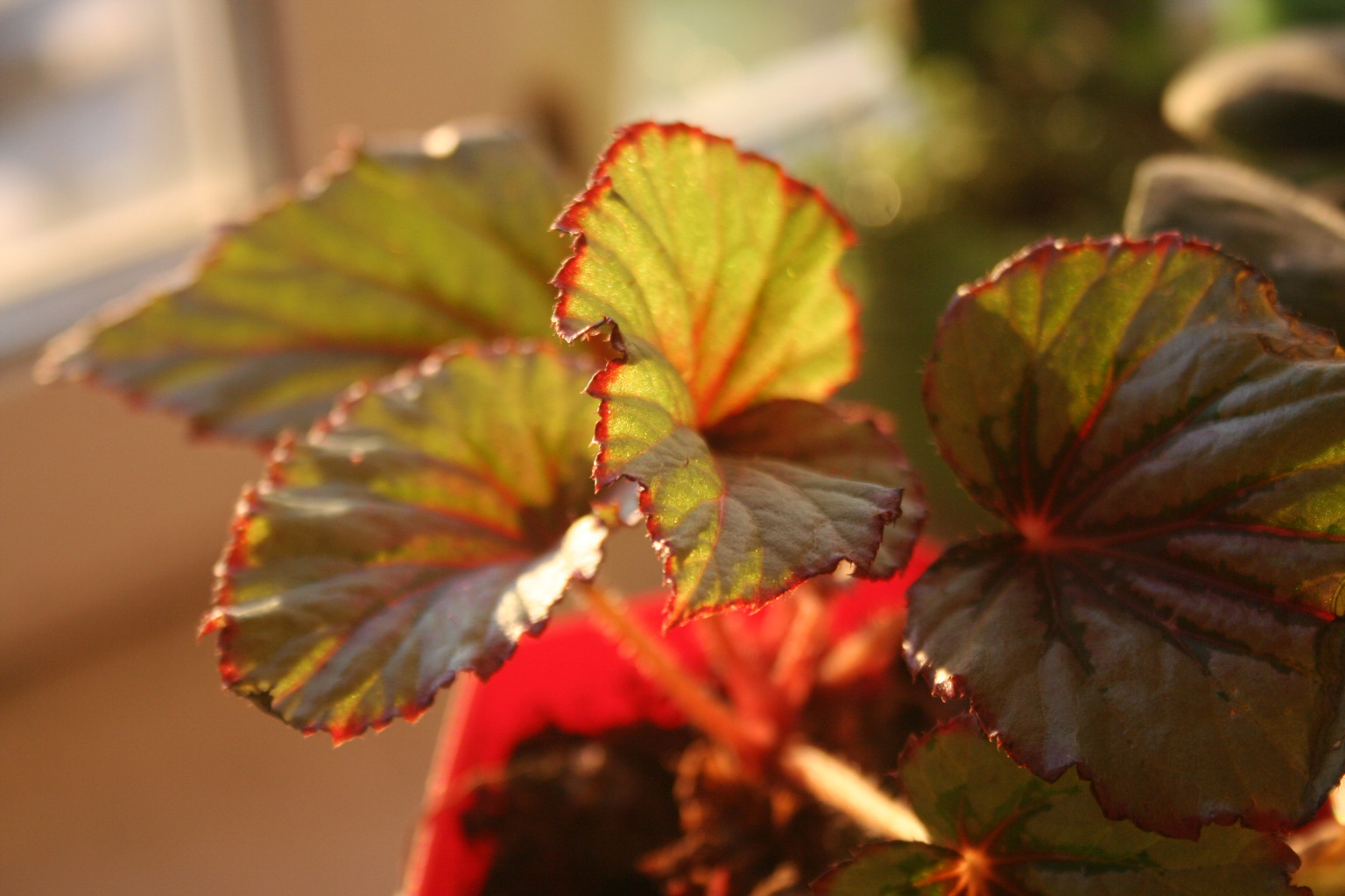   Beleaf Evening Glow