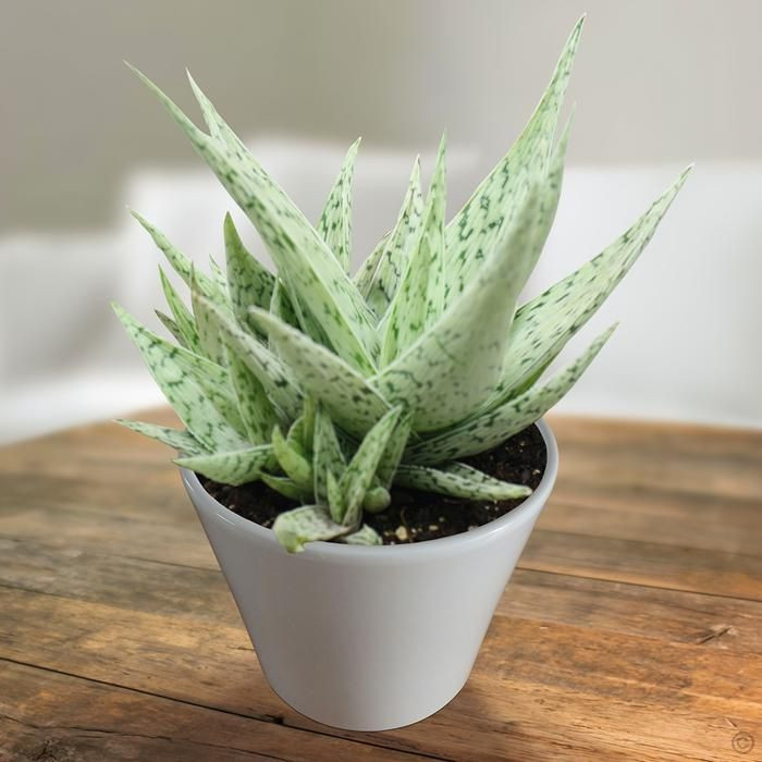   ( Aloe rauhii Snow Flake) - 400 .