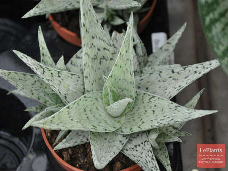   ( Aloe rauhii Snow Flake) -