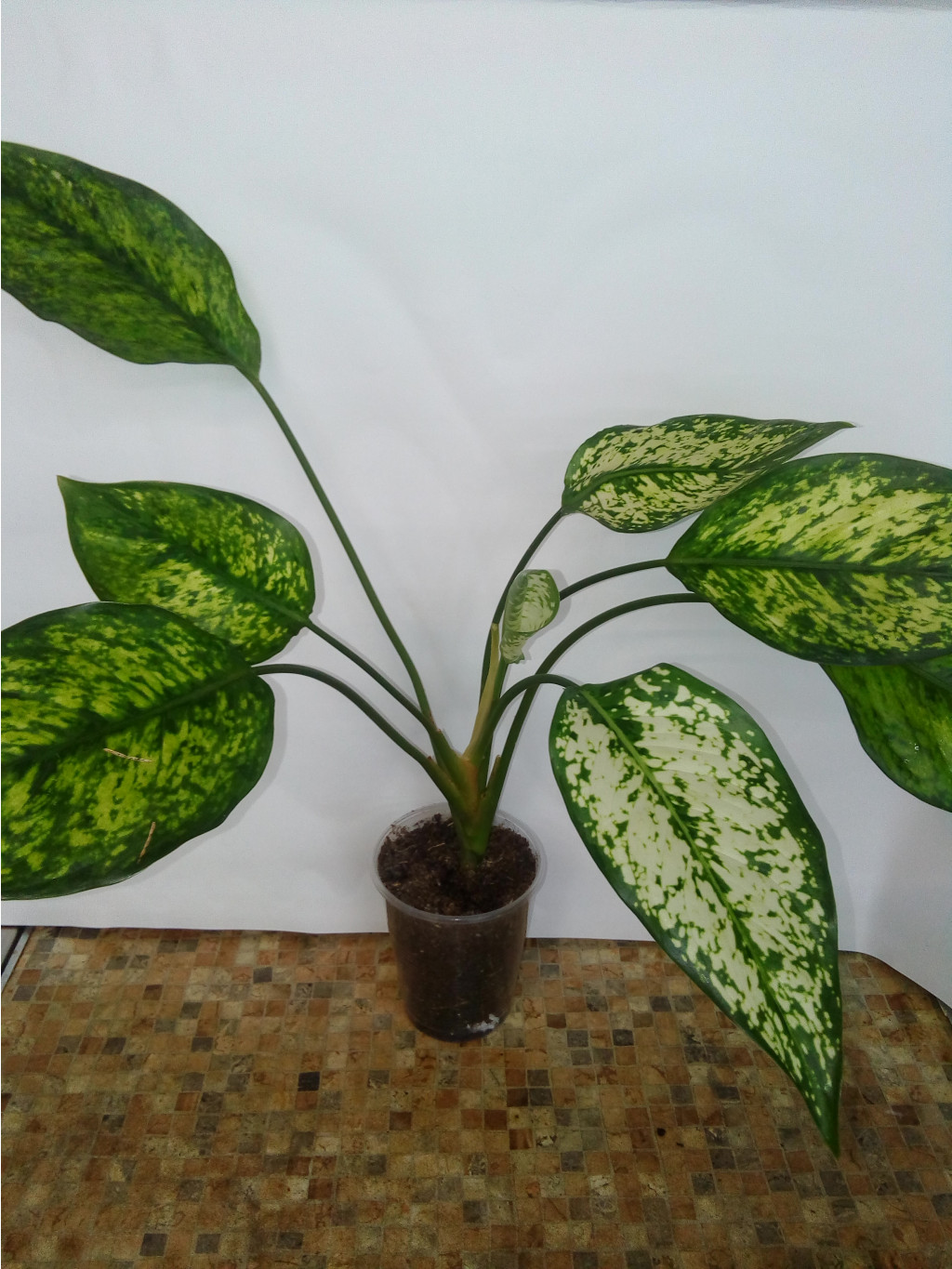 Aglaonema 