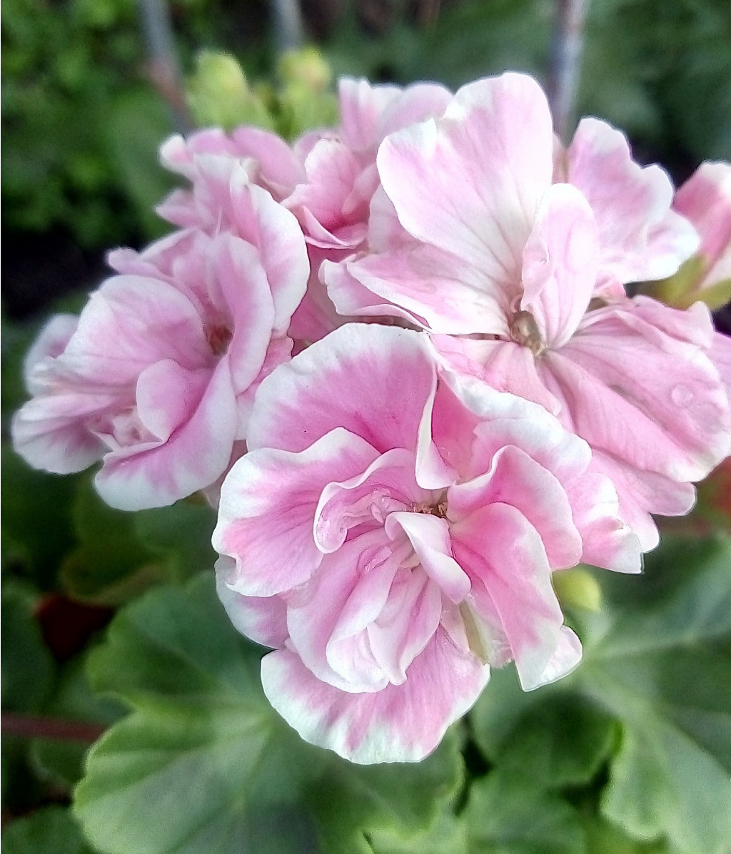 FROU-FROU