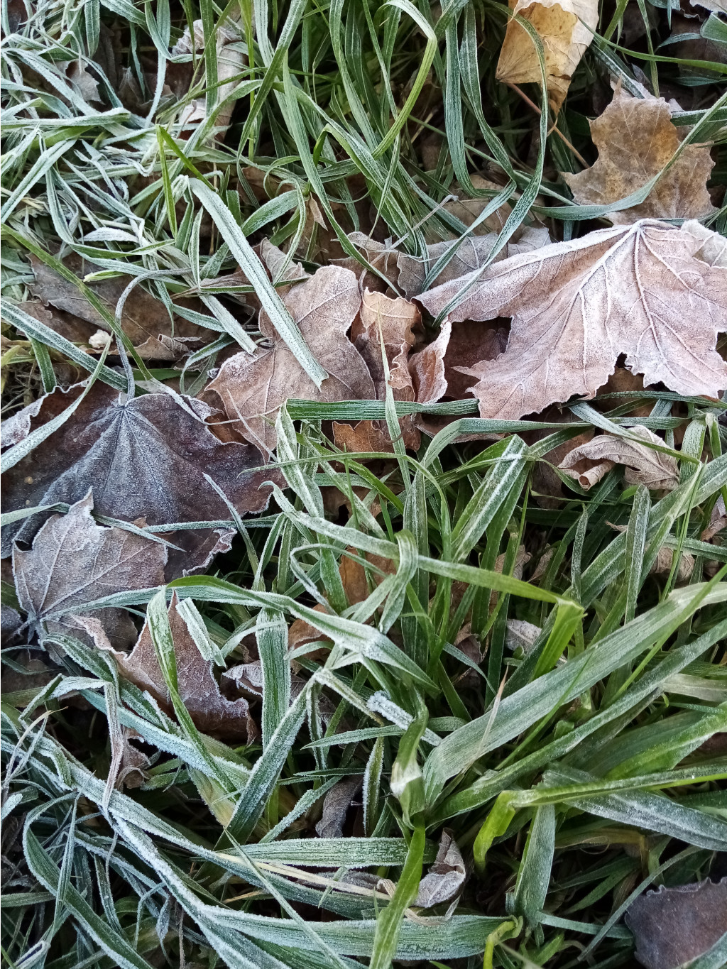 IMG 20191115 101001.jpg
