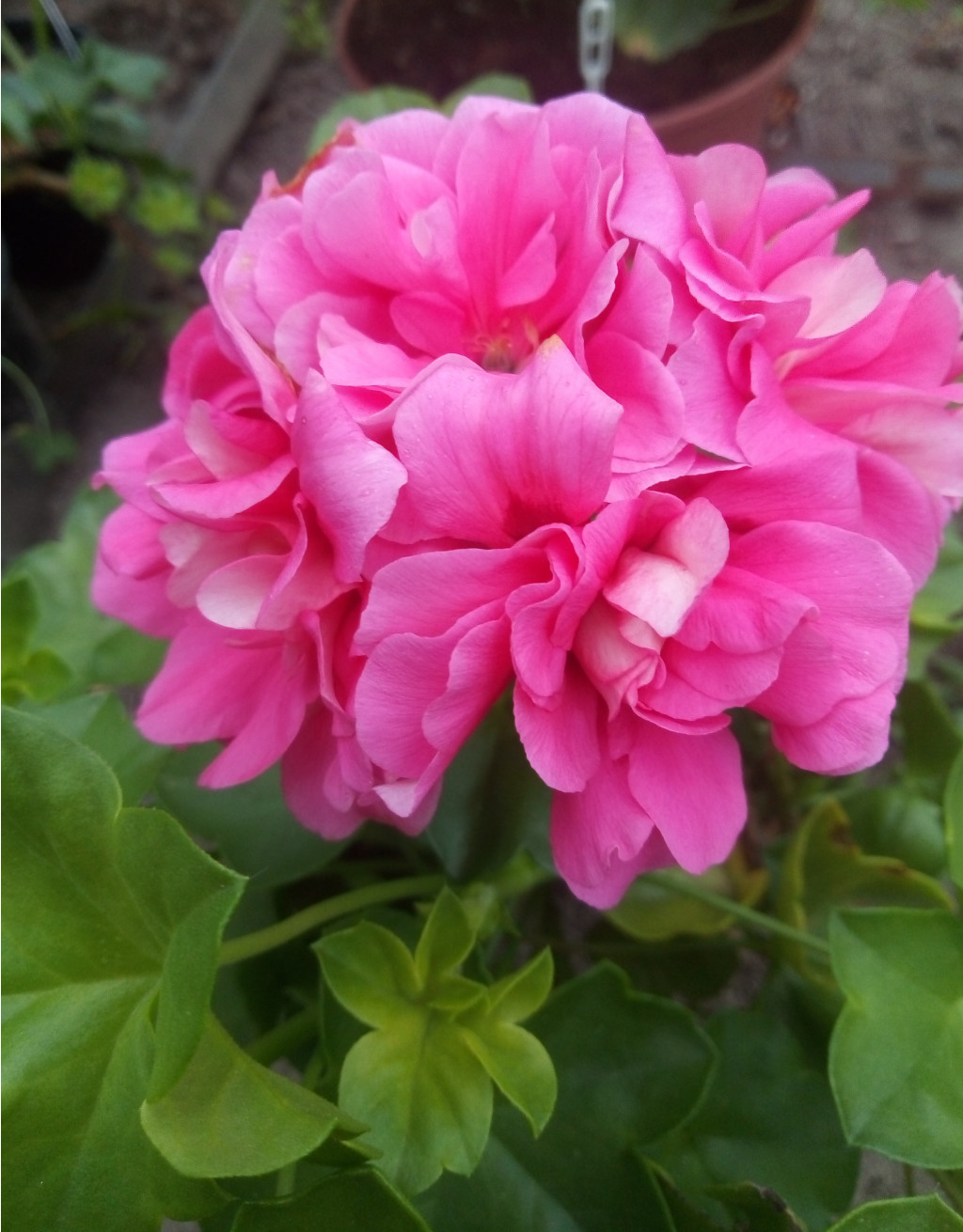 Sybil Holmes()IMG 20190916 112557.jpg